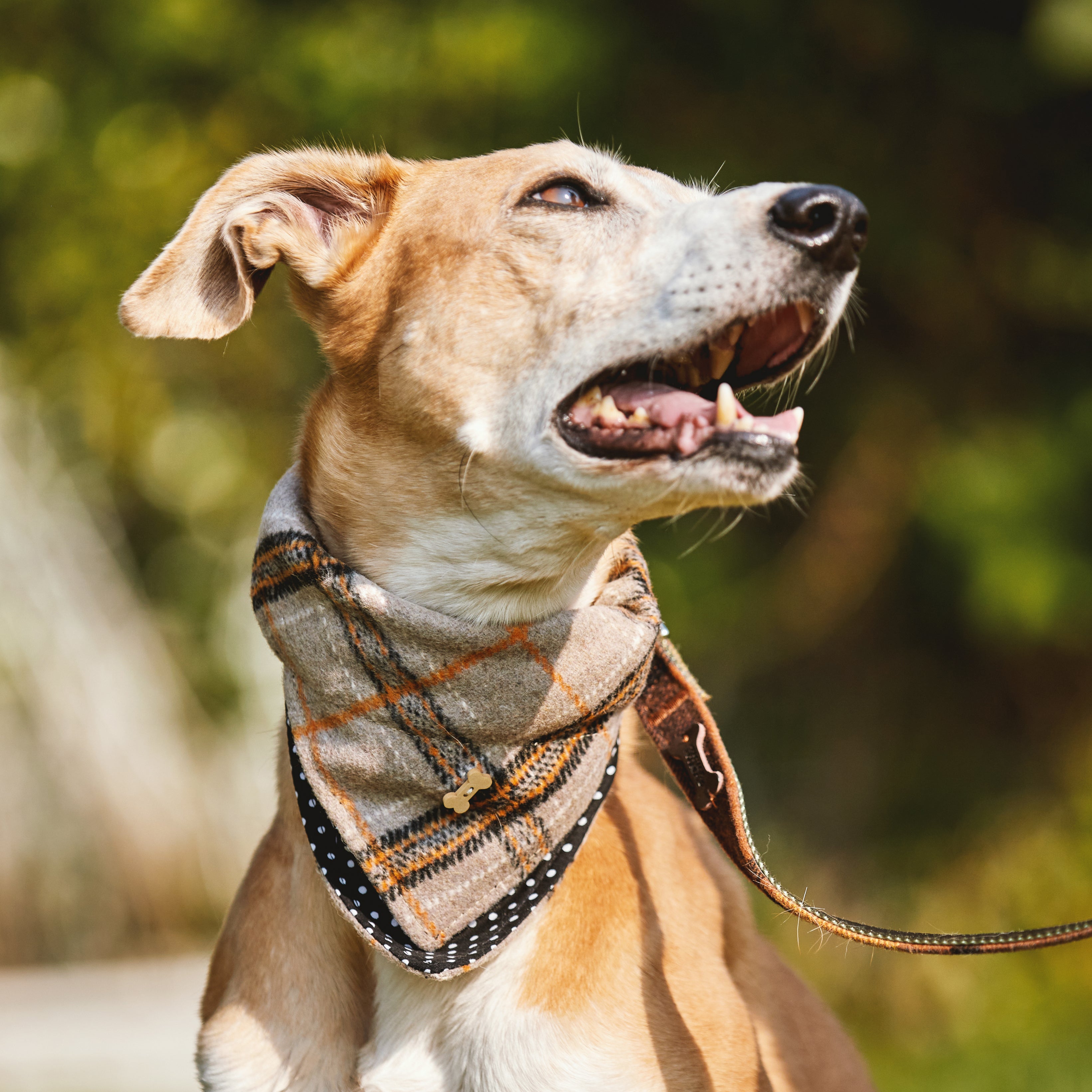 Tartan best sale dog scarf